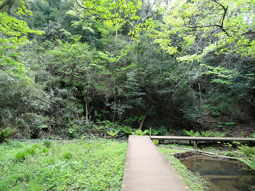 小網代の森